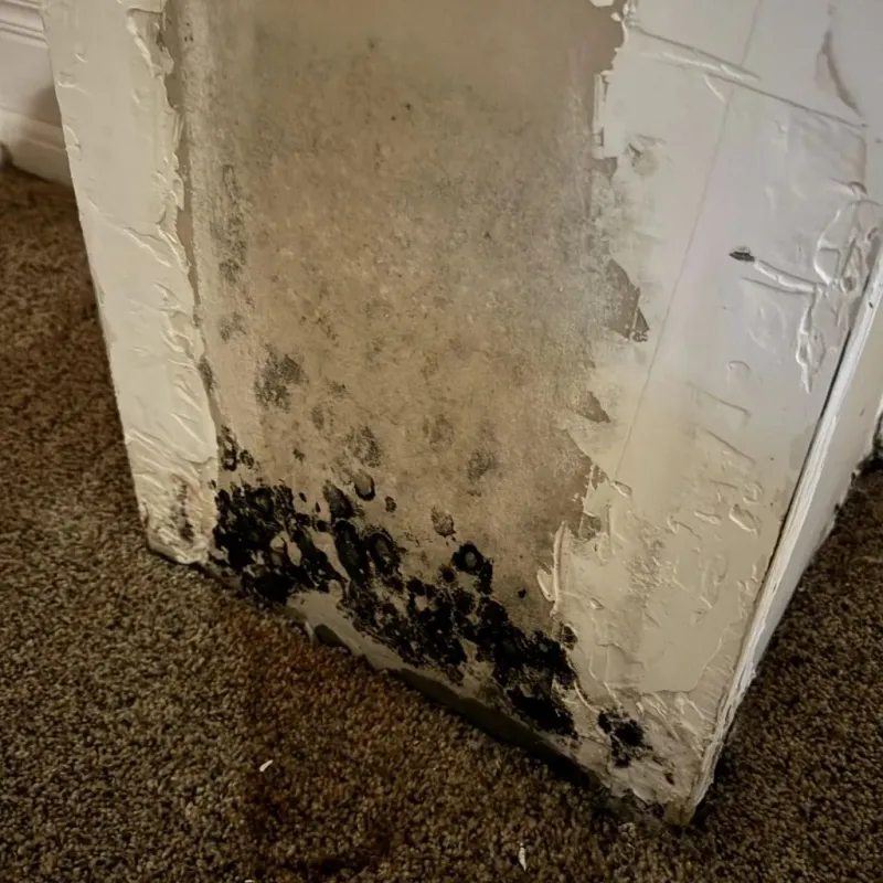 Professional Mold Removal in Hanna City, IL